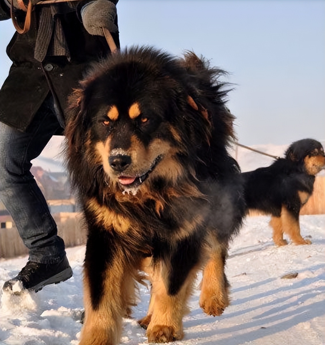 吐蕃王朝松赞干布有多名将军,松赞干布最厉害的将军