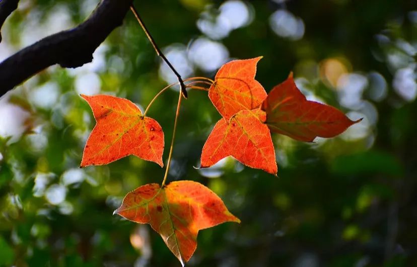 广州台山那琴半岛两日游,台山一日游必去景点牛山公园