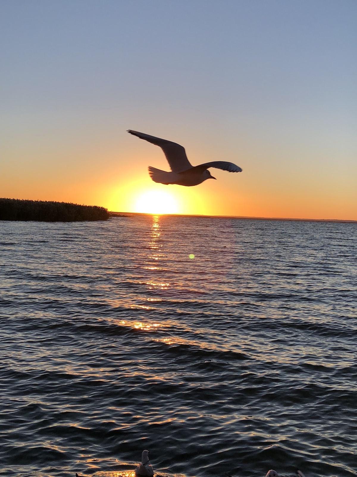 北京自驾额济纳胡杨林十天攻略,从北京到额济纳胡杨林线路