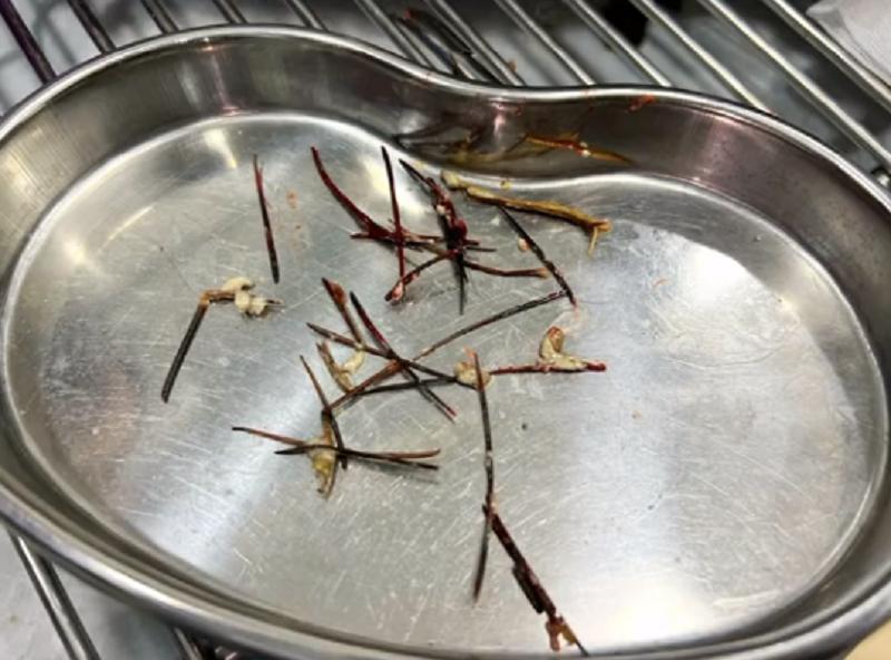 上颚烂空，把树叶当食物，它还在等着，可它的主人却早已将它抛弃