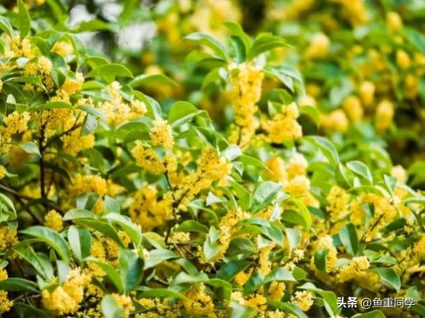 明天二月初一“中和节”，不忘老传统，五谷丰登，事事顺心