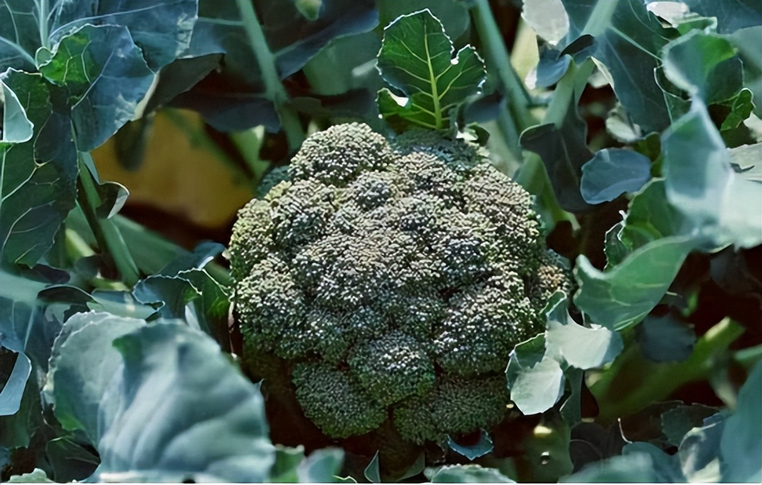 一包西兰花,中国西兰花种子突破