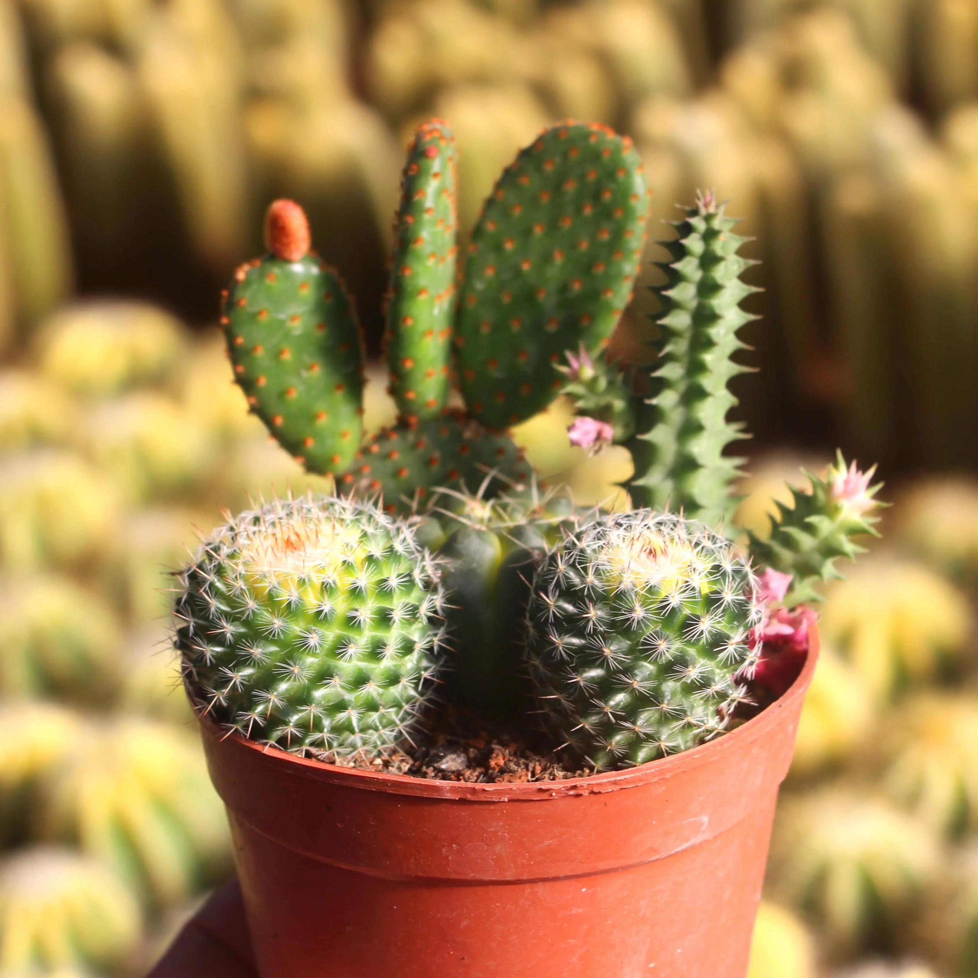 现代装修适合摆放哪些花,装修好屋里摆放什么花