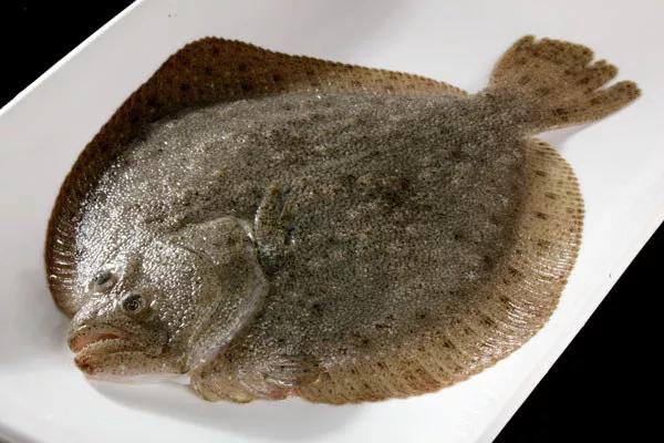 2020年禁养水产类名单,国家禁止放生的鱼类有哪些