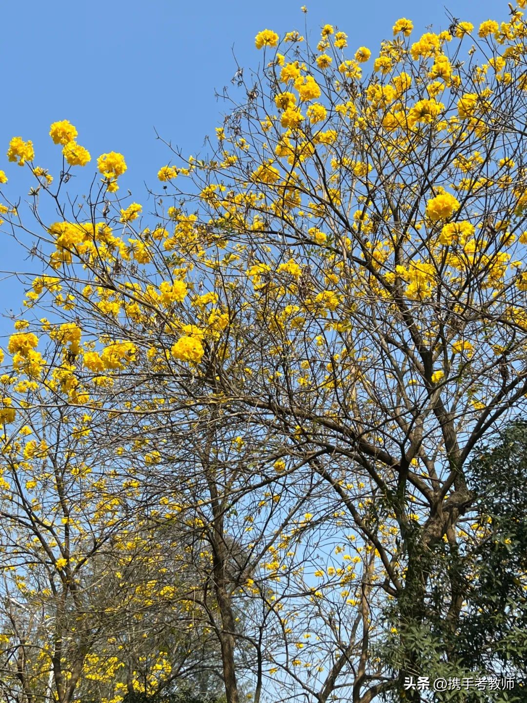 黄花风铃木品种介绍,黄花风铃木生长缓慢