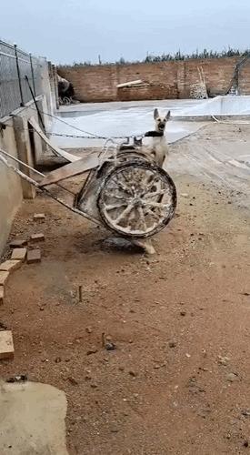 狗子看猫咪很轻松地就上去了，也学着来，结果把猫咪的窝给砸了