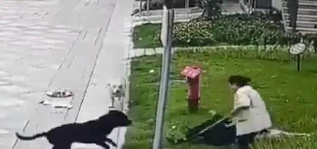 黑暗真相德雷斯罗萨,罗威纳繁殖