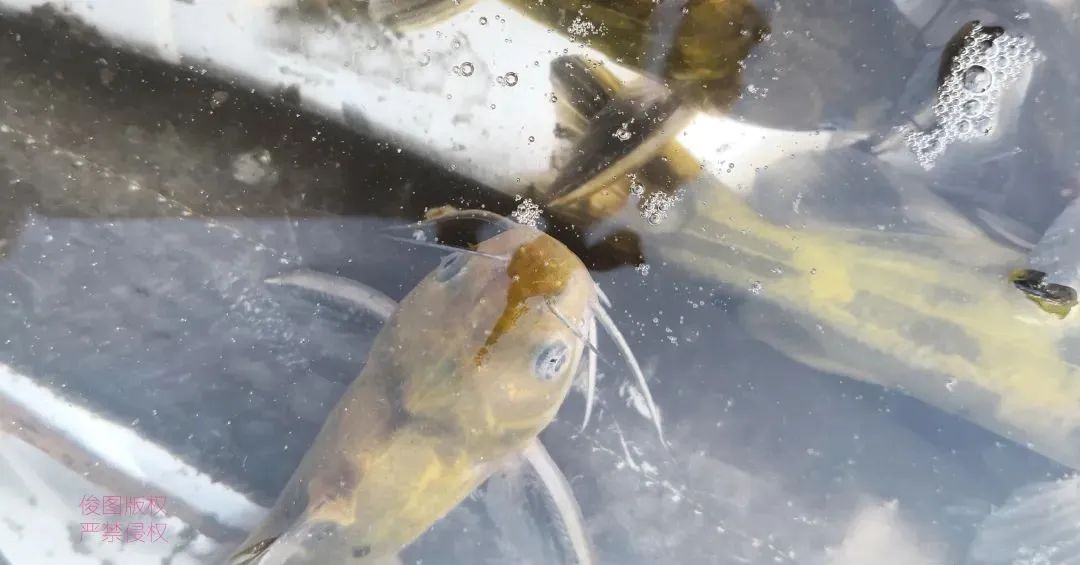 黄颡鱼腹水不吃料怎么办,黄颡鱼腹部有积水怎么解决