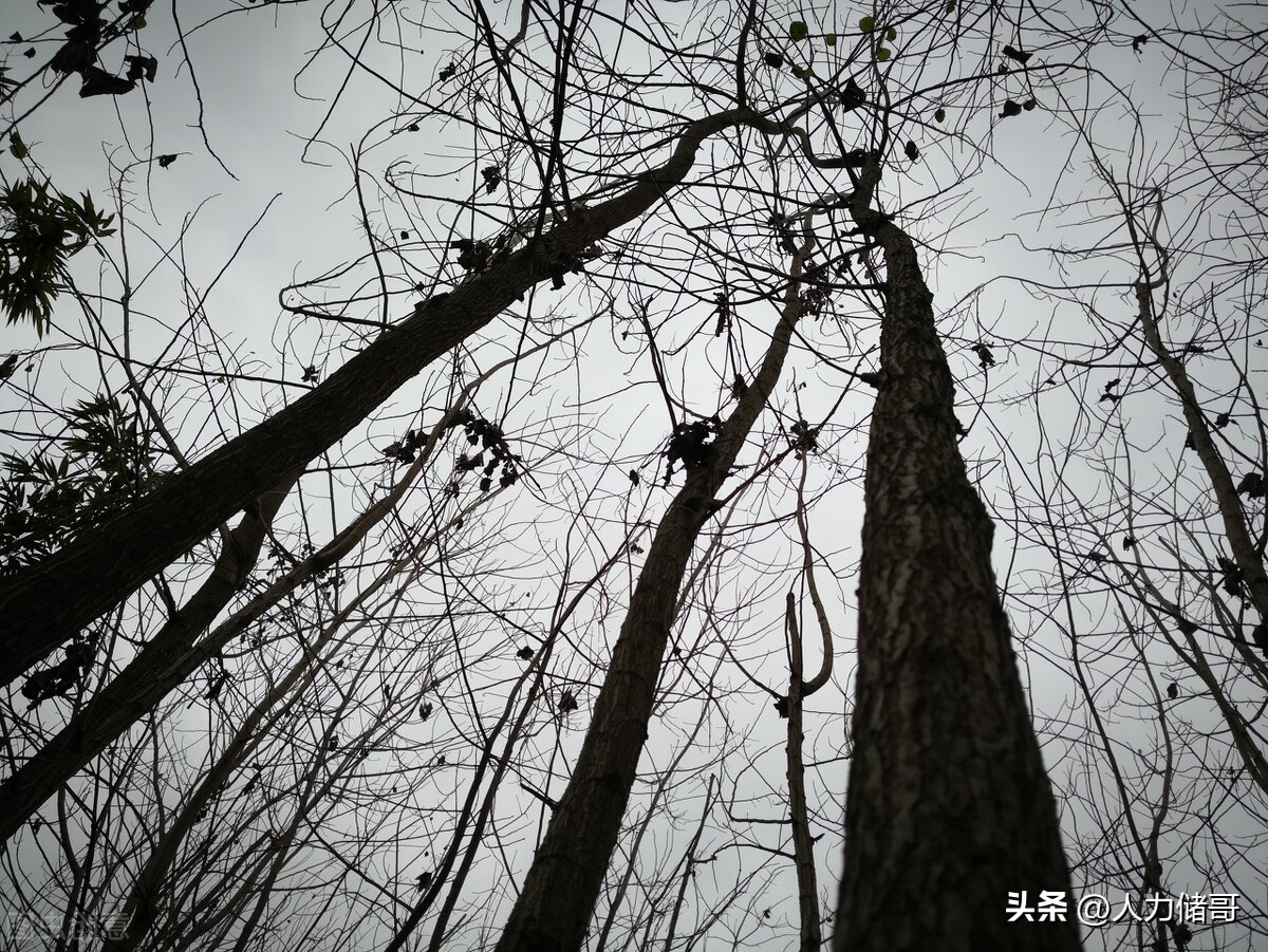 自愿放弃社保单位不交社保的案例,为何放弃社保的人越来越多