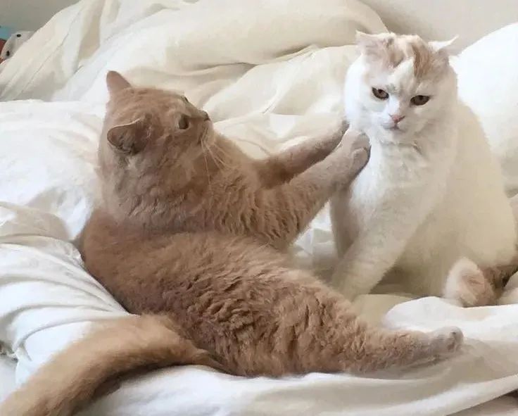 一文科普「男性结扎」：一个被“雪藏”的避孕方式