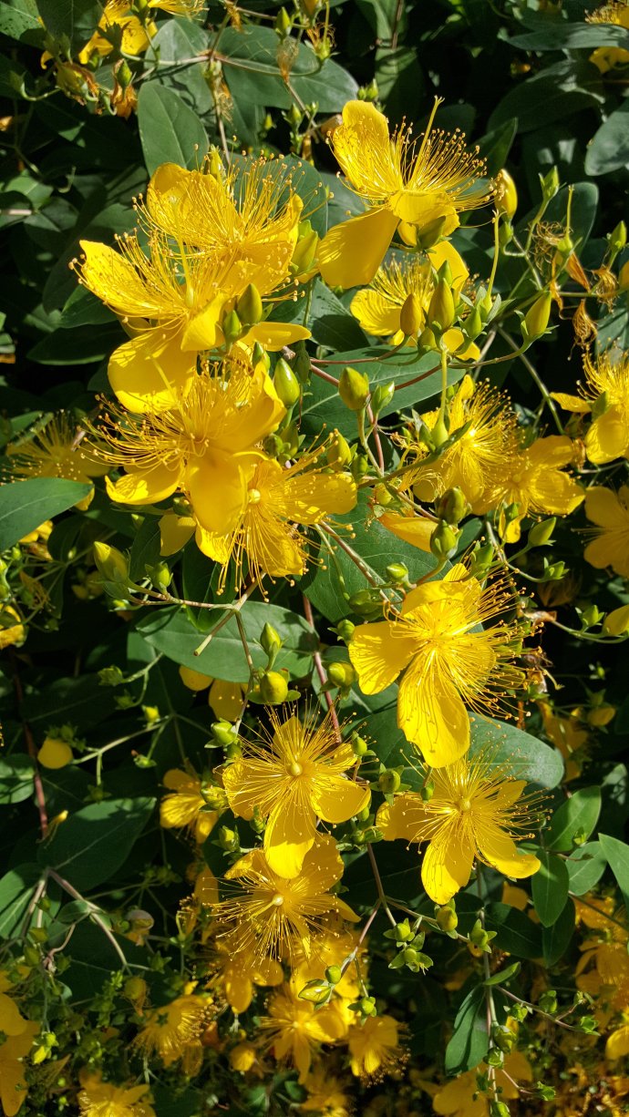 适合春季赏花的花,视觉盛宴五种赏花名花供您选择
