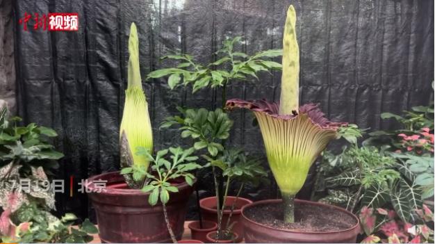 尸香魔芋与植物花魔芋有什么区别,植物界最臭的花巨花魔芋