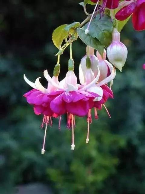 花朵壁纸横版,花朵招财壁纸