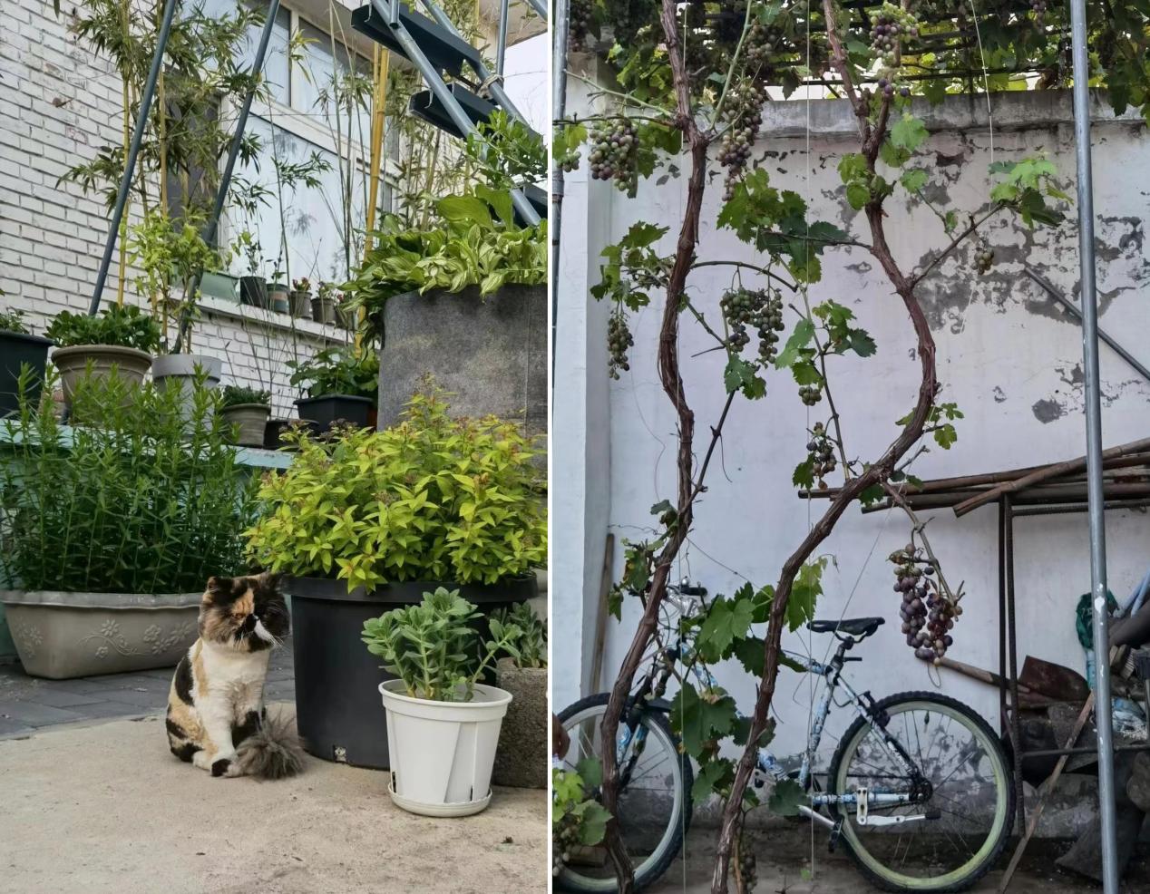 张颂文田园生活,张颂文住的院子什么样子的