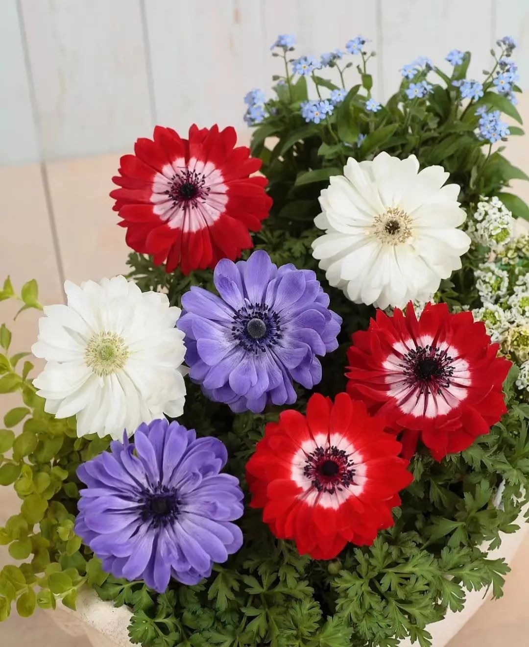 球根类花卉有哪些比较好养,有哪些好看的球根花卉盆栽