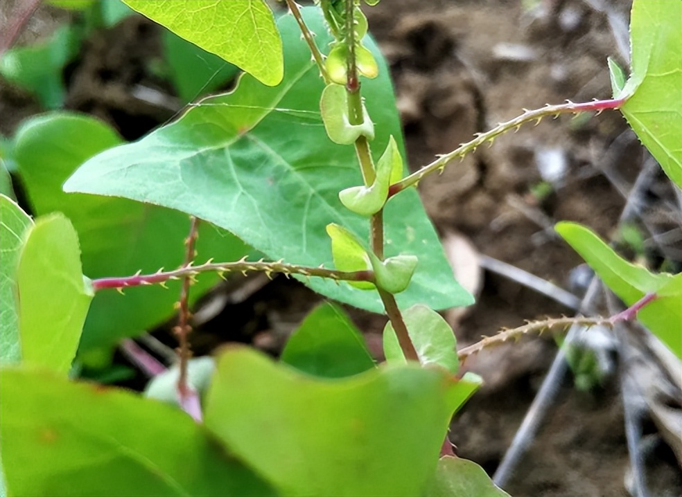 俗称“蛇*退倒**”，叶和果都能吃，山中见到薅一把，它的价值厉害了