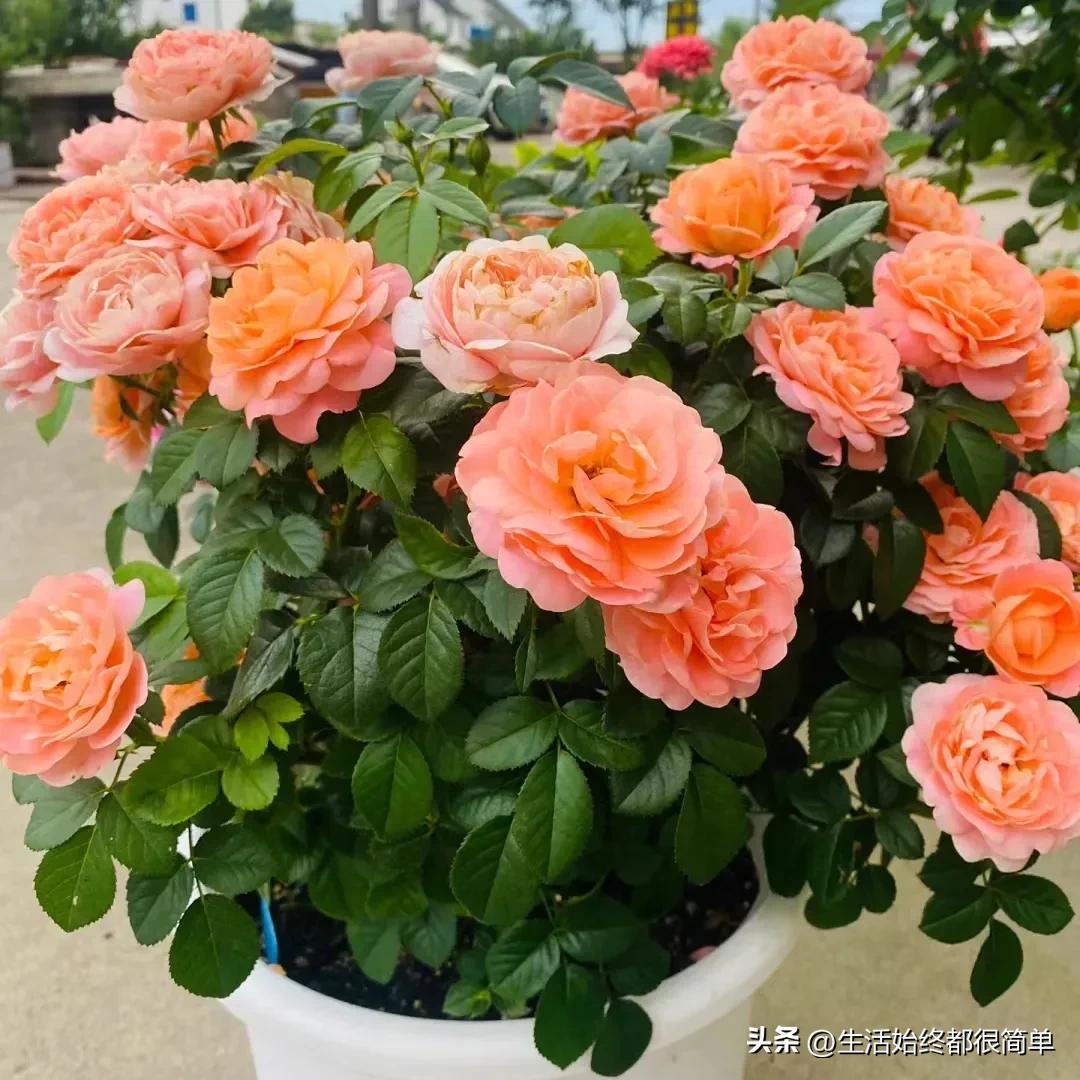 盛夏，不负时光，花开绚烂，愿生命的辉煌，落下余生的精彩