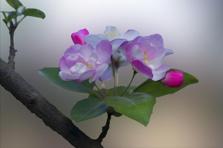 五句与春天有关的诗词,关于春天的100首经典诗词