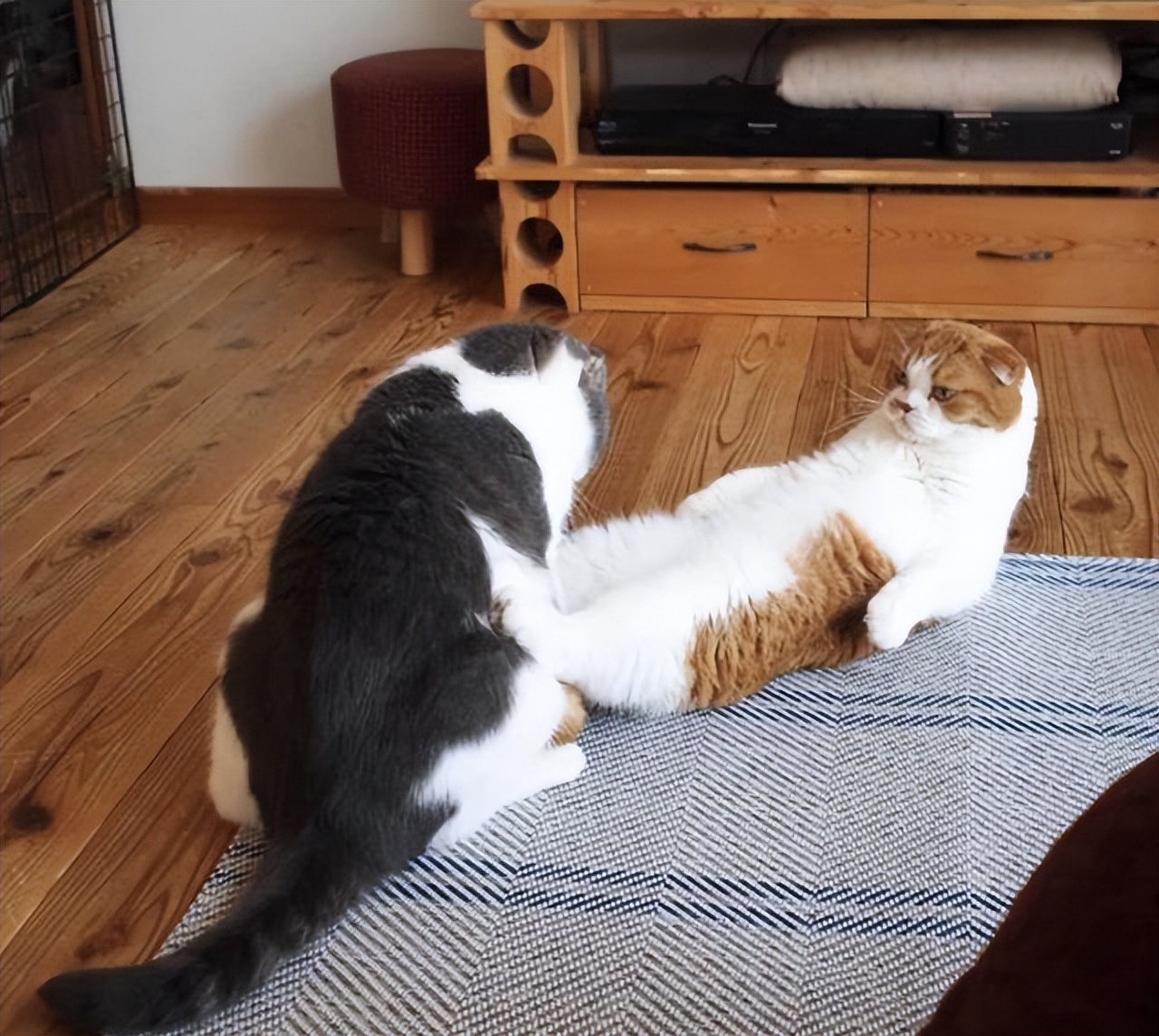 冬天养猫，宠主要注意“5做3不做”，对猫很重要