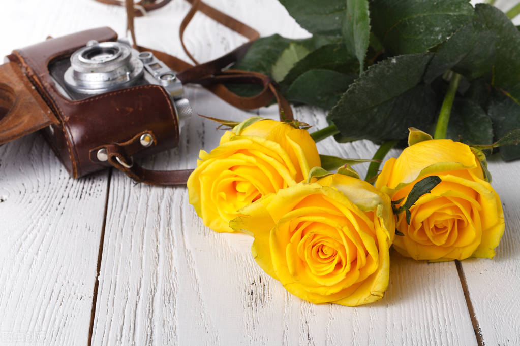 七夕应该送什么样的玫瑰花,七夕情人节适合送红玫瑰吗