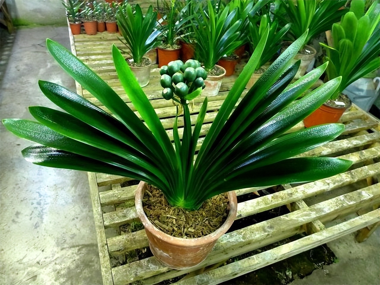 春节不能错过的3种花,逛花市买花需注意什么