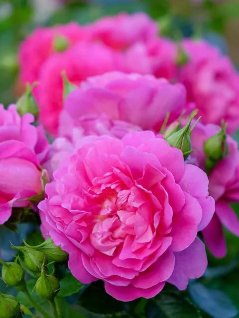 安妮公主月季优缺点,安妮公主月季耐热