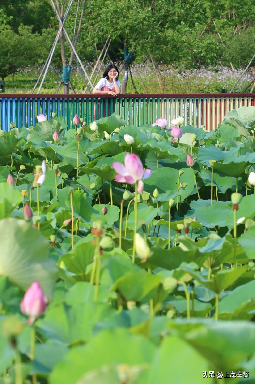 夏日赏荷好去处,奉贤哪里可以赏荷花