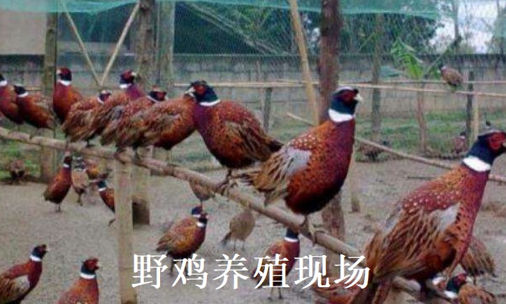 活力重菌泰价格,加强型活力重菌泰