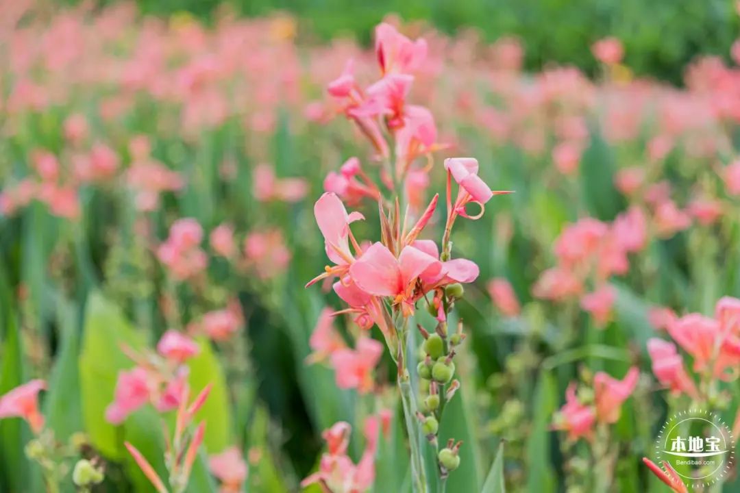 收藏打卡！坪山区原来有这么多地方可以逛，免费又好玩