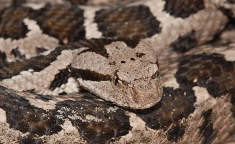 「原来欧洲有这么多种蛇？！」偷师卡塞尔的豢龙大师·下