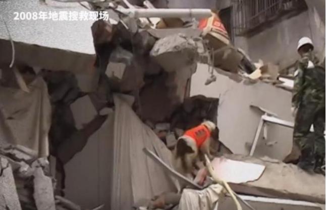 汶川地震67只搜救犬全部离世,汶川地震的67只搜救犬