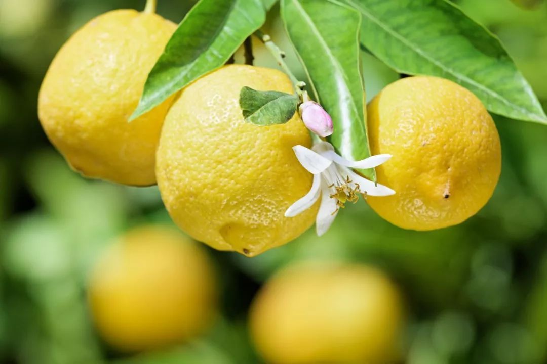 养不死的绿植,懒人养不死耐寒耐旱的绿植