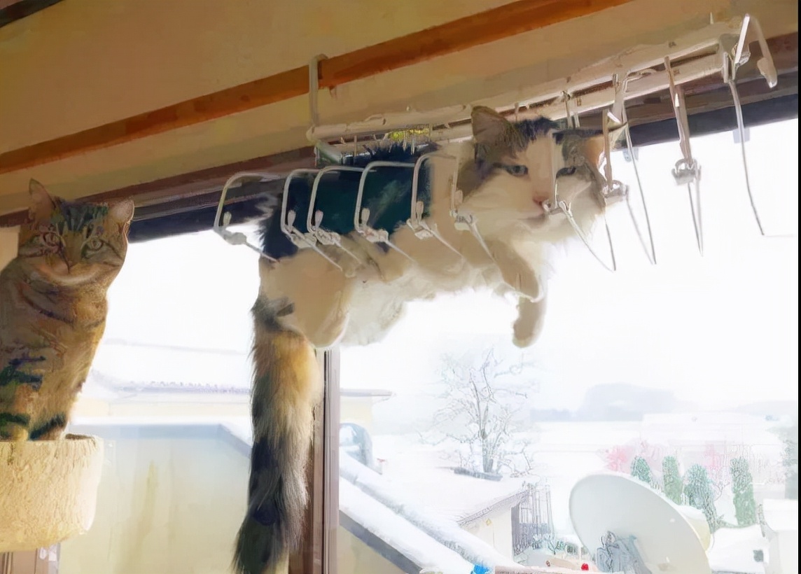 别人家的猫是液体还是固体,猫都是水做的