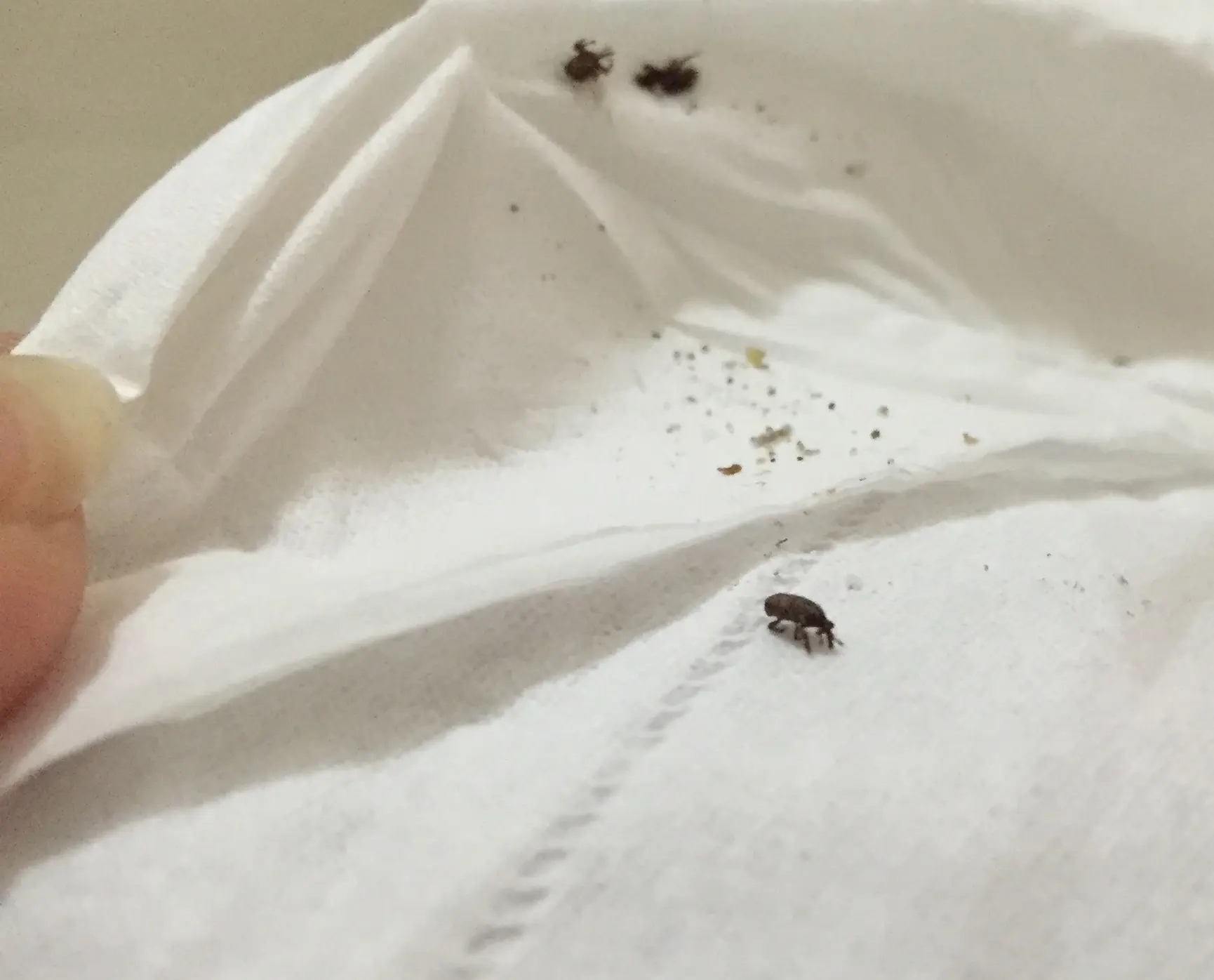 为什么别的食品也会出现米象,米象是如何感知到家里的食物的