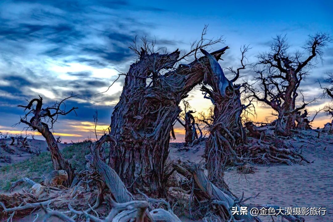 额济纳赏胡杨视频,赤峰额济纳赏胡杨