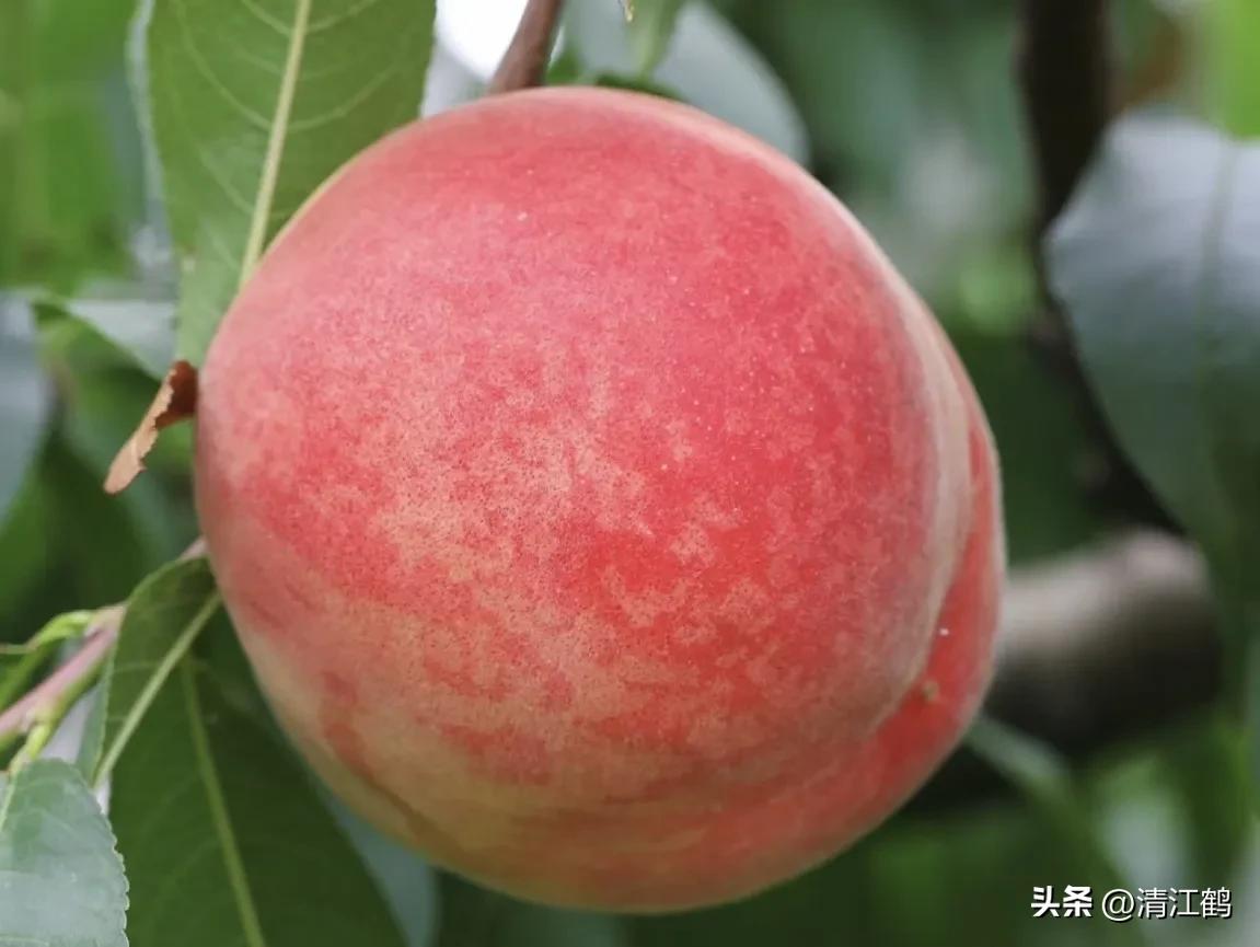 冬桃裂果是什么原因,冬桃烂心咋回事