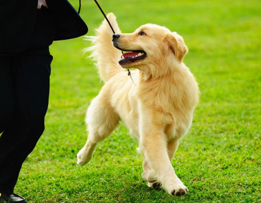 资深养狗人让狗狗听话的五条建议,养狗必备如何保证狗狗健康