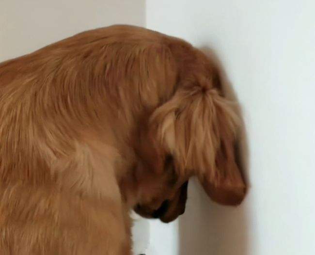 狗狗出现这7个征兆,狗狗救命的七大征兆