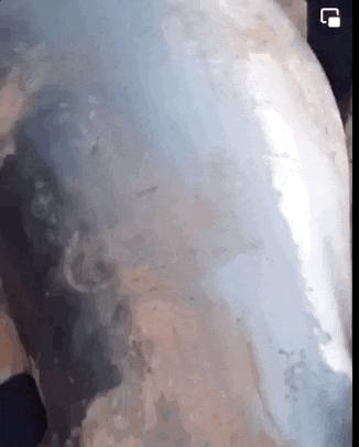 俄罗斯男子在海边被鲨鱼咬死,俄罗斯男子被鲨鱼咬死鲨鱼被捕