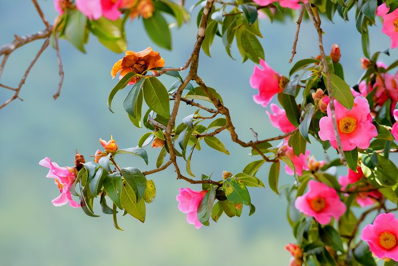 春城过春节,昆明有您更浪漫