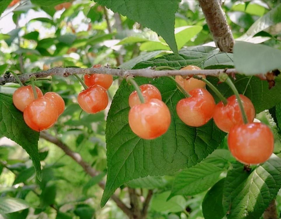 苹果和车厘子的故事,苹果和车厘子是高糖水果吗