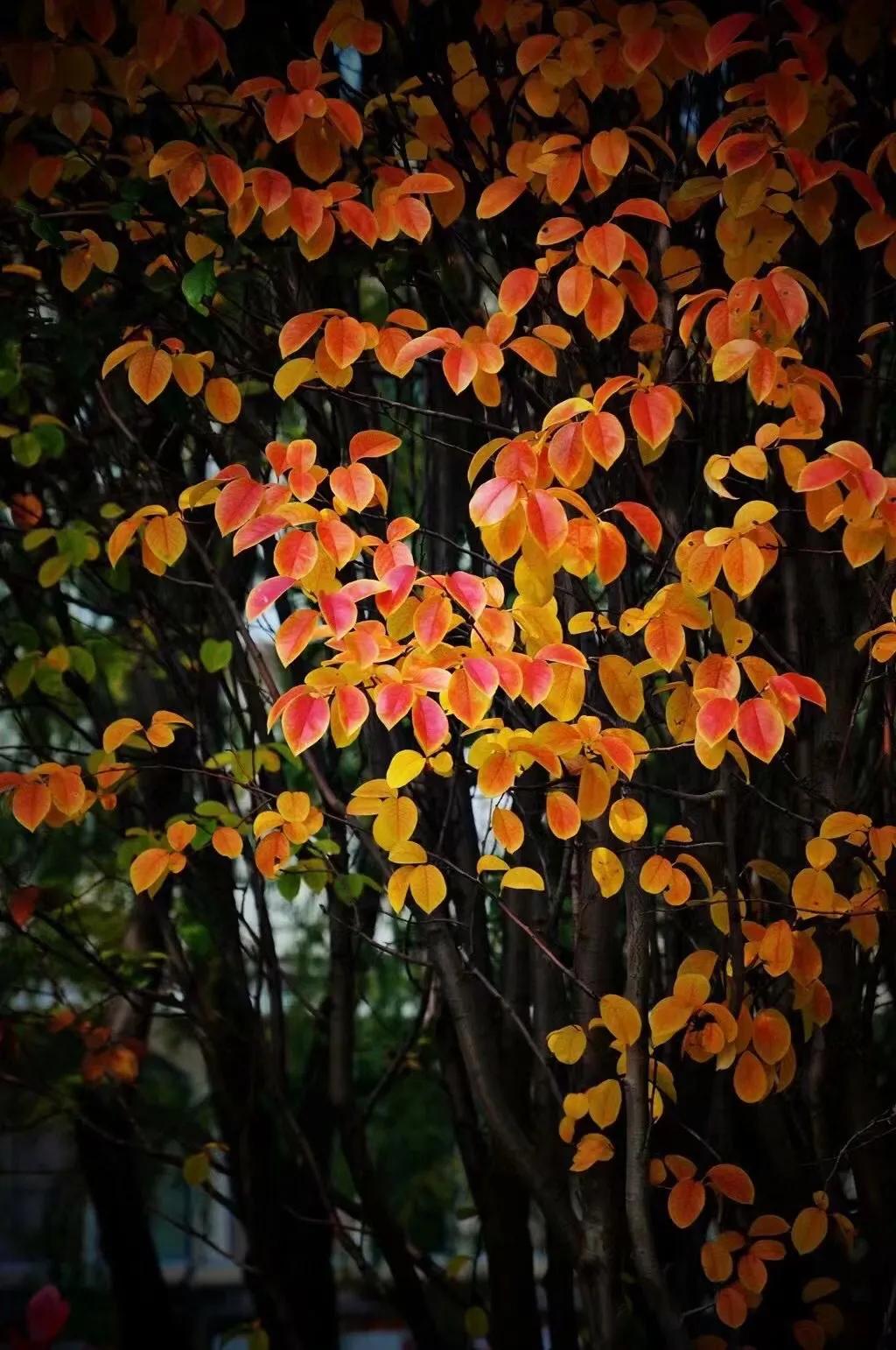 尼康d90是最经典的一款,尼康d9008年价格