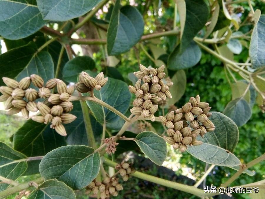 身处非洲，物种孤立进化的马达加斯加，各种奇瓜异果满岛飘香
