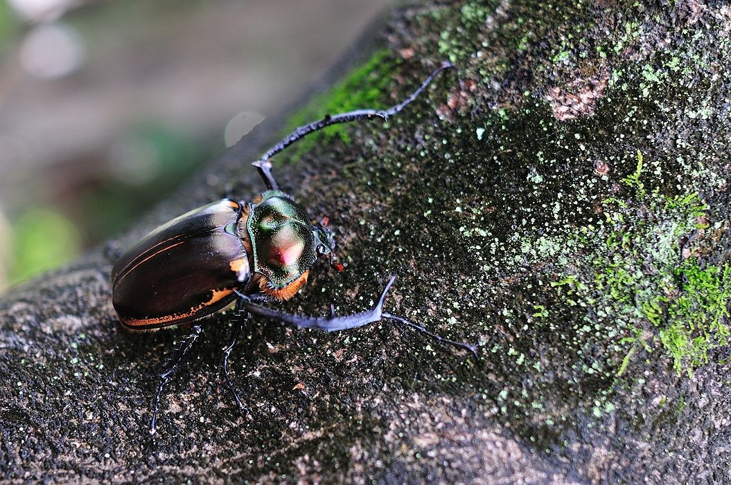 村民称发现网传20万一只的甲虫,村民抓到一只神秘的生物