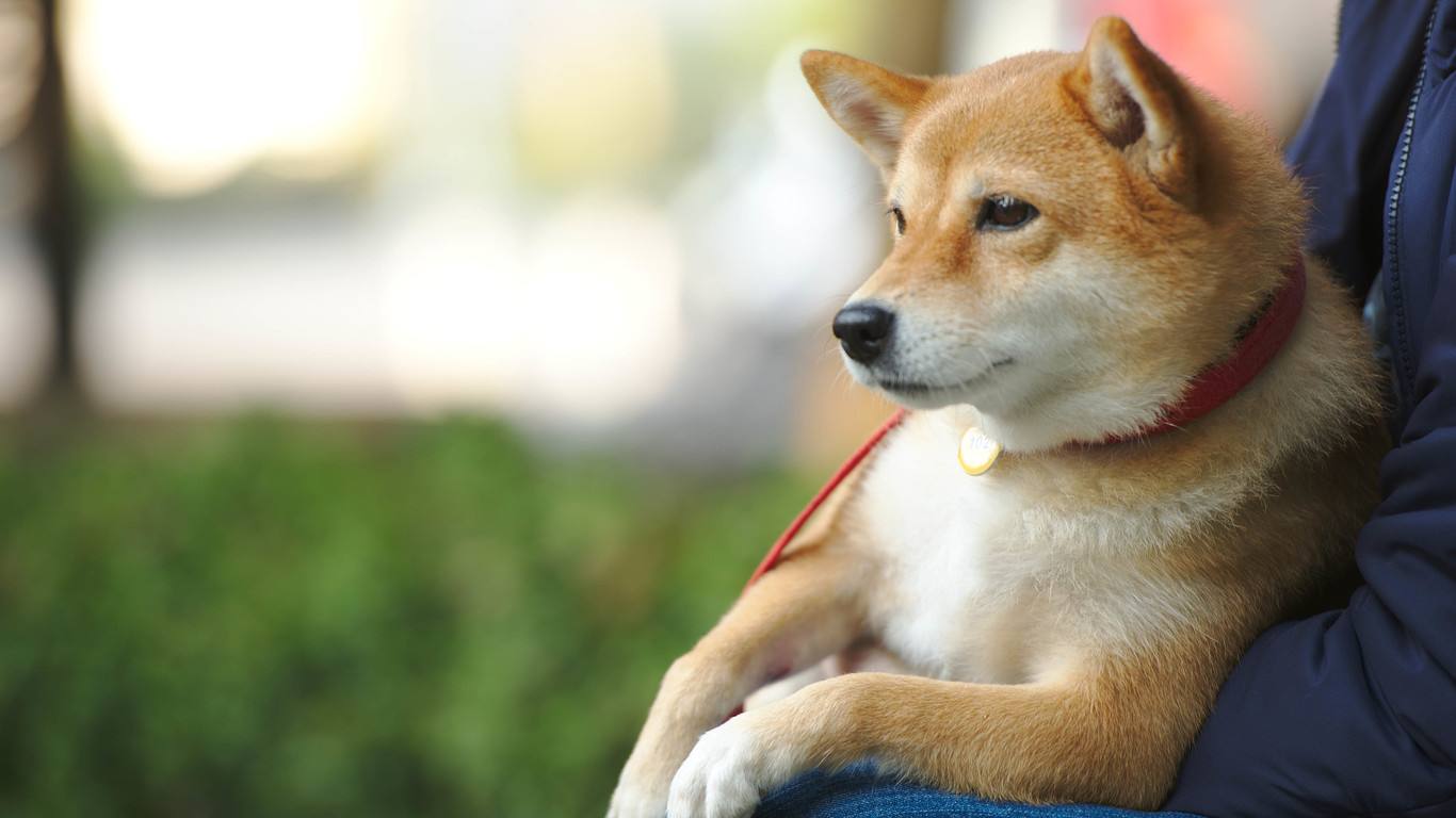 幼狗不吃不喝还呕吐是得了细小吗,细小先呕吐还是先拉稀