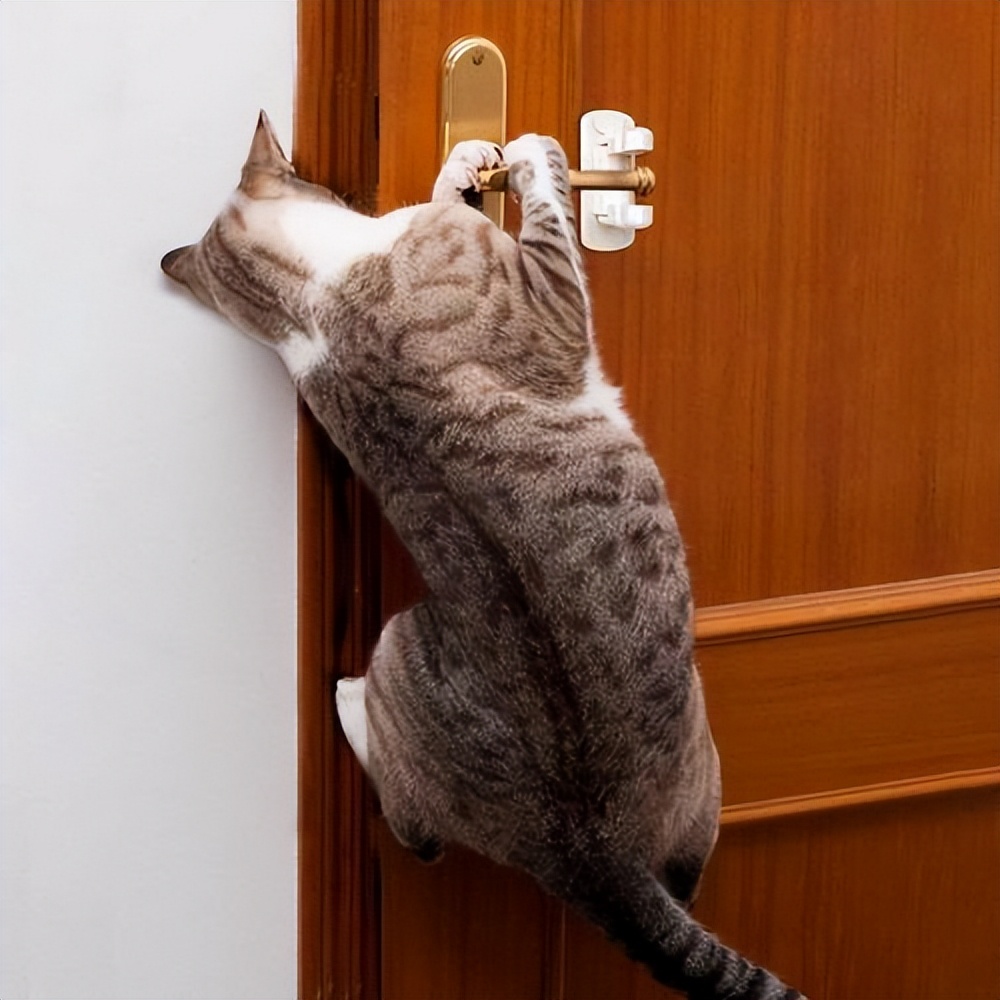 猫咪和人类相处得很好的原因,当猫和人类一起生活久了