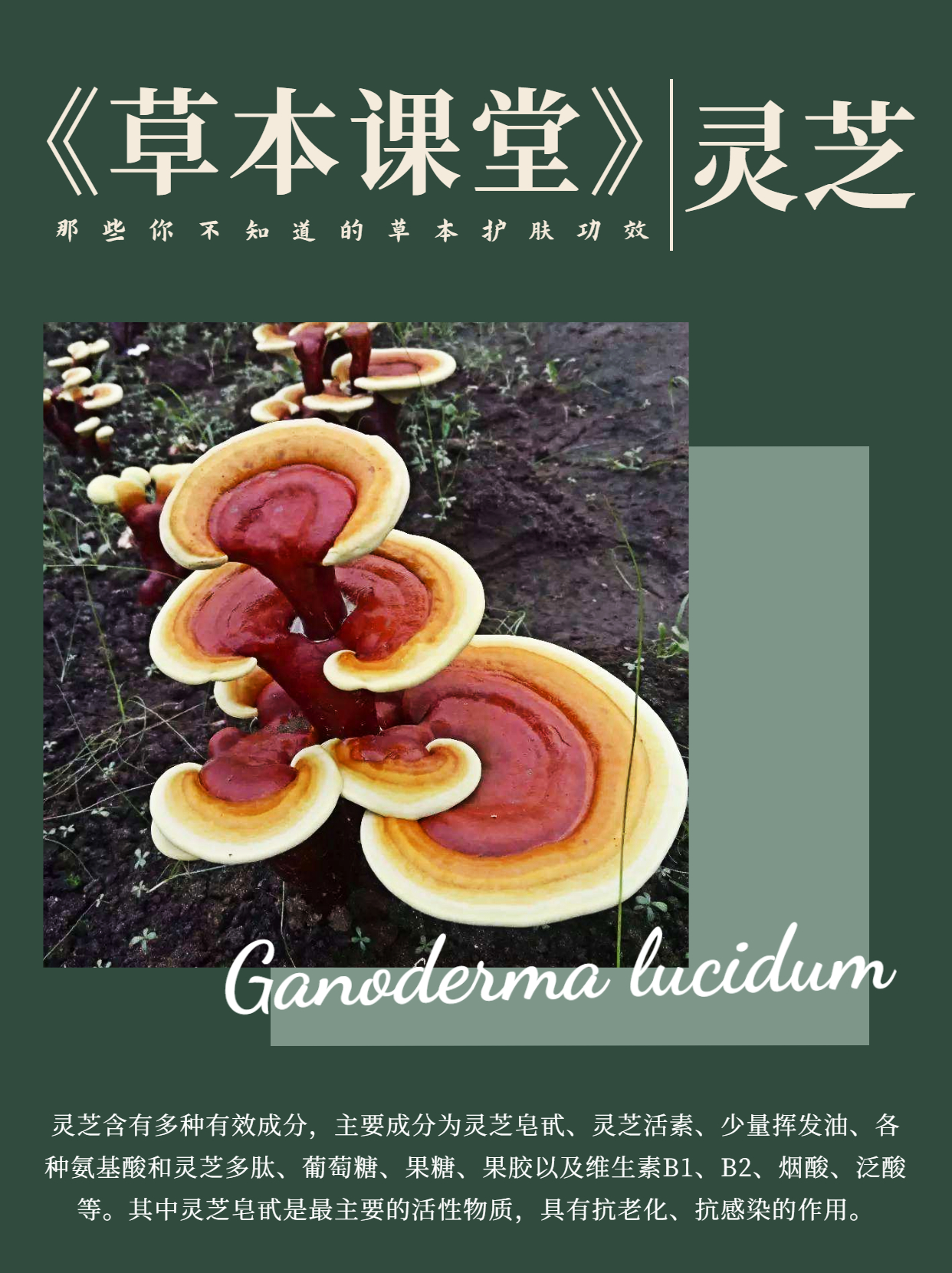 灵芝有美白的功效吗,灵芝抗衰老秘诀