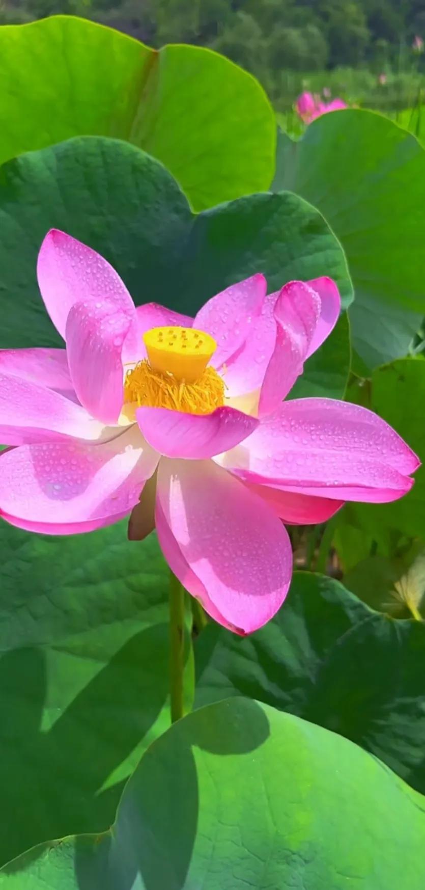 分享一组荷花图,分享一张你与荷花的照片