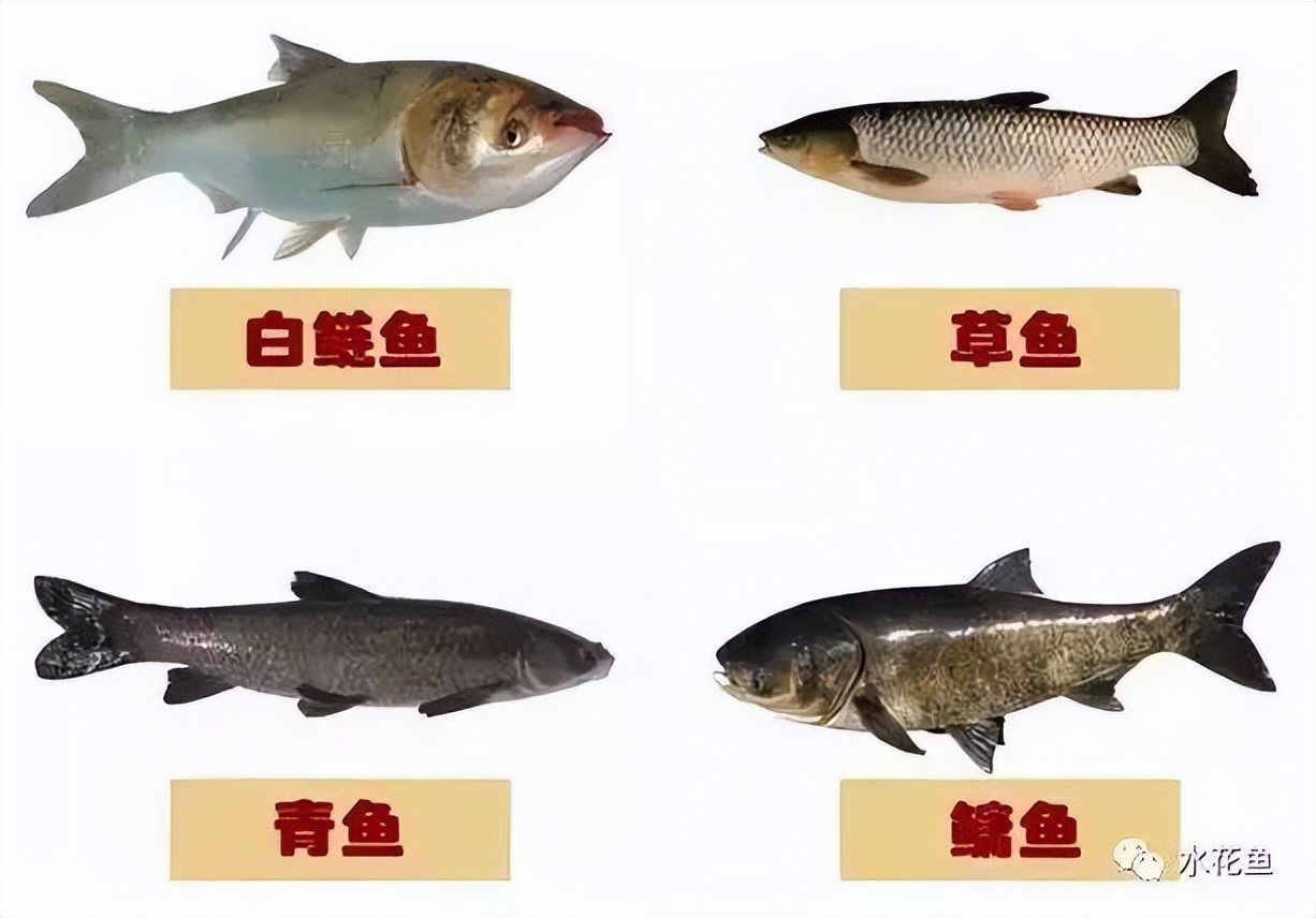 中国四大家鱼是哪四大家鱼,四大家鱼是指哪四大家鱼