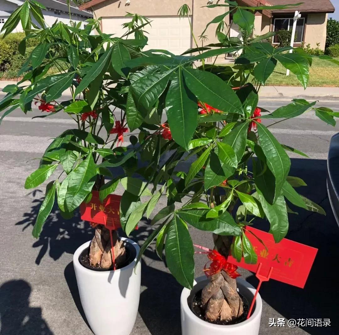 家里放一棵发财树运气真的好了吗,发财树摆在什么位置最旺财